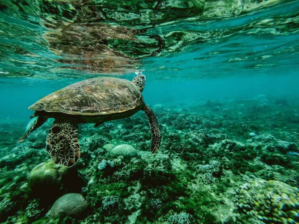 tortue verte