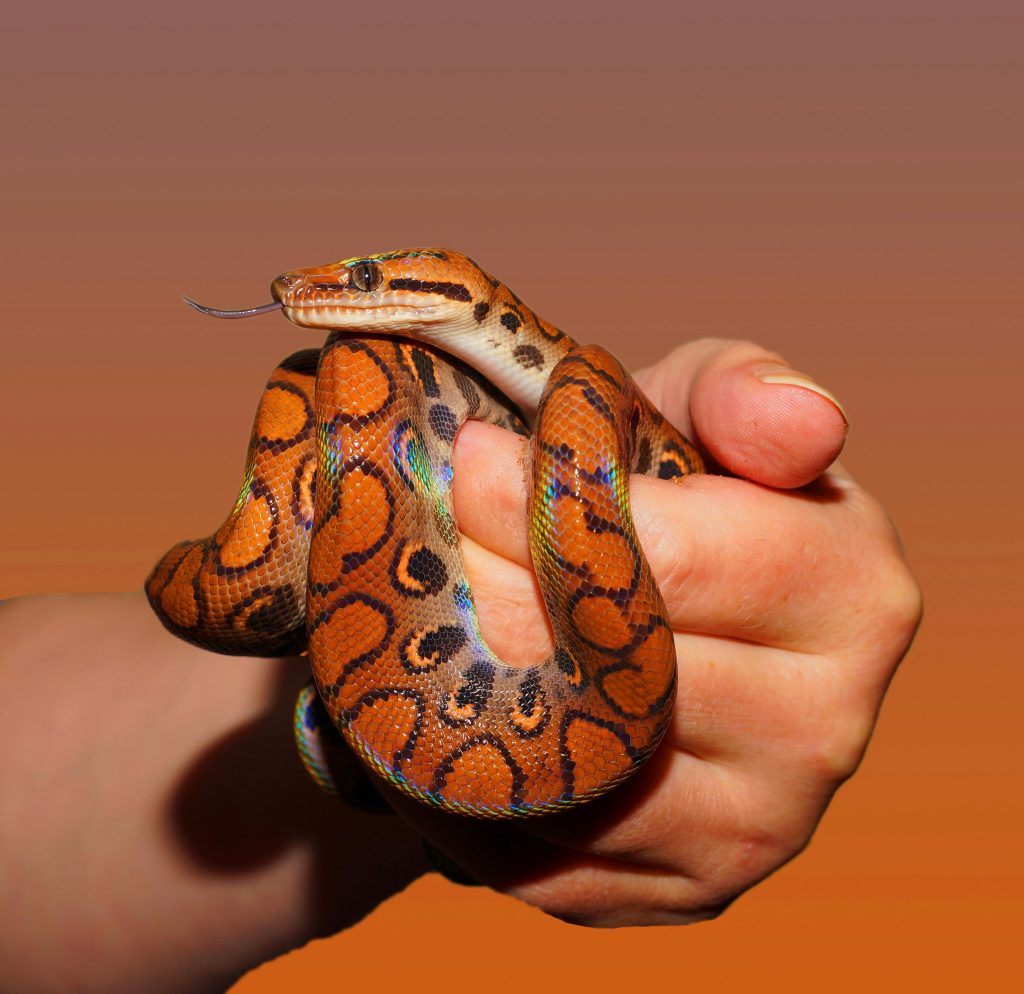 serpent reptile sang froid